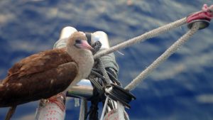 Clipper Round the World Race