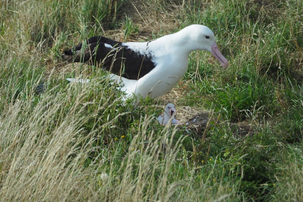 Albatros