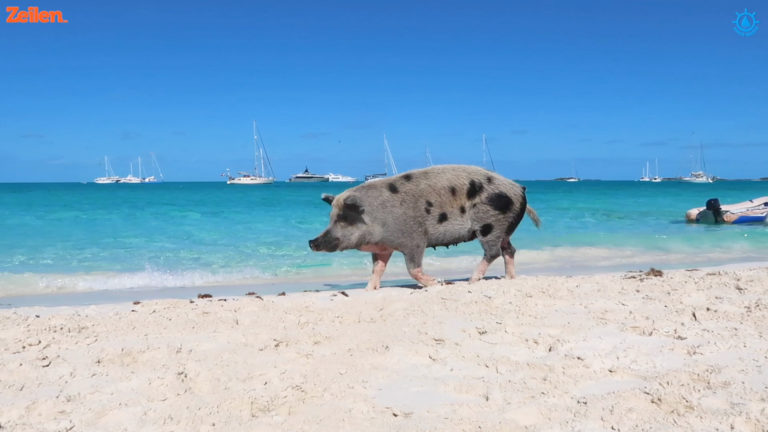 SY Anne Marie (S4A9): De Bahamas