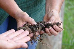 Sailors for Sustainability