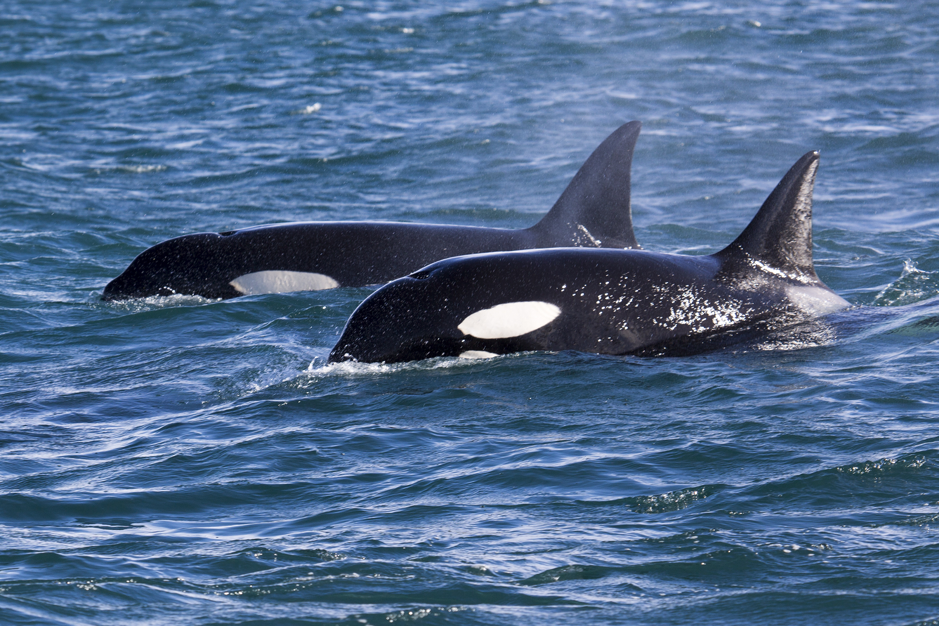 Derde salade comfort Jonge orka's: kwajongensstreken met grote gevolgen - Zeilen
