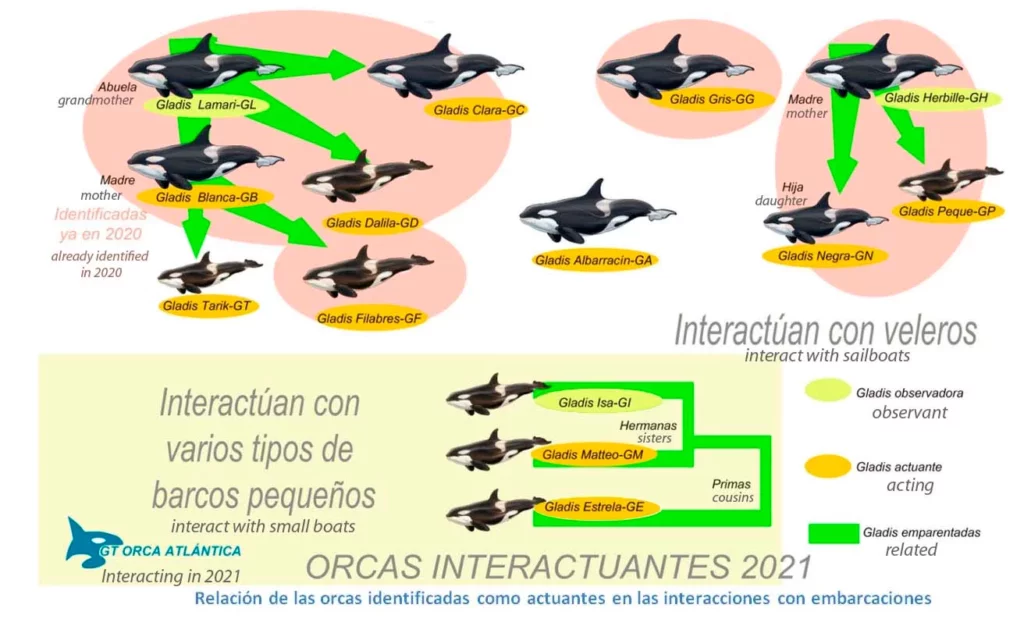 orca CEMMA