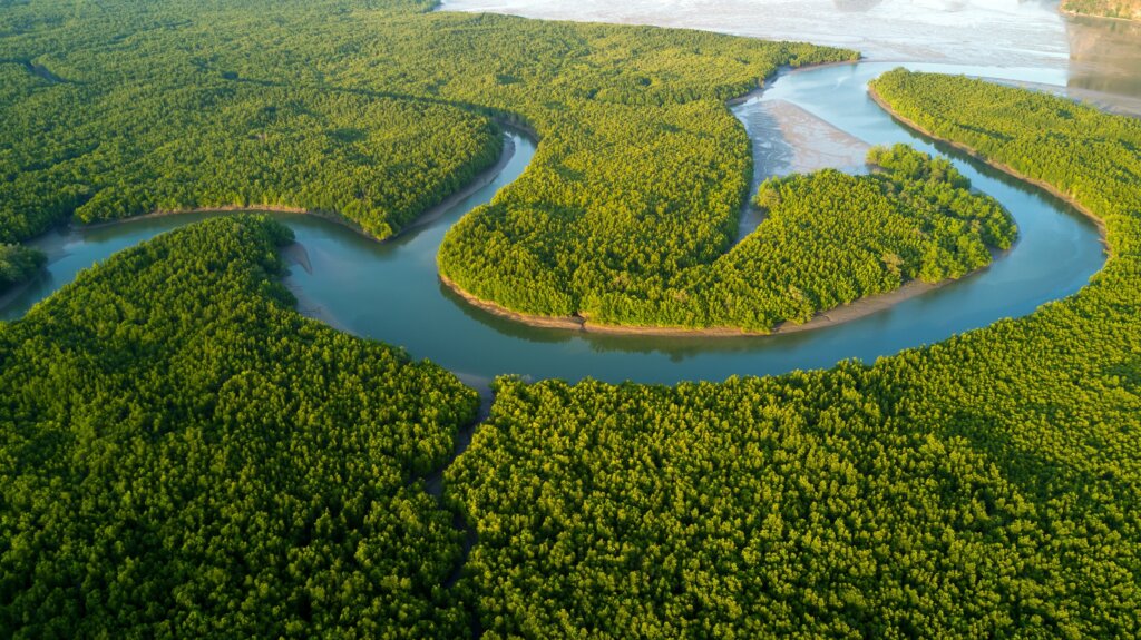 Mangrove bossen