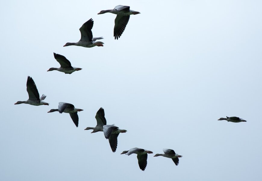 Windmolens stilgezet vogeltrek